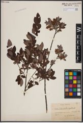 Foto von Salix aurita L. x Salix myrtilloides L.